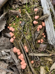 Lycogala epidendrum