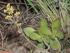 Crassula nudicaulis
