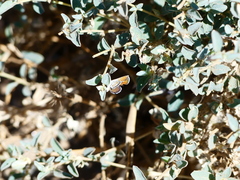 Brephidium exilis