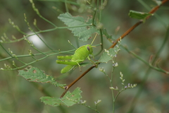 Anacridium aegyptium