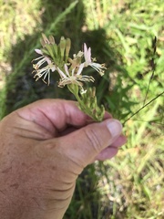 Oenothera gaura