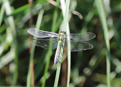 Erythemis collocata