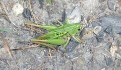 Decticus verrucivorus