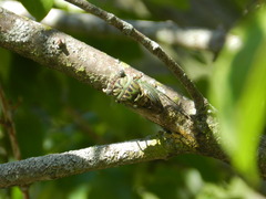 Neotibicen pruinosus