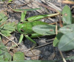 Decticus verrucivorus
