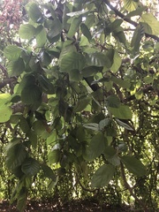 Alnus serrulata
