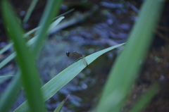 Calopteryx haemorrhoidalis