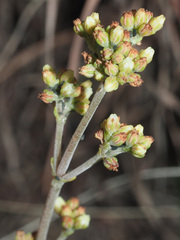 Crassula nudicaulis