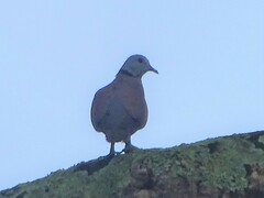 Streptopelia tranquebarica
