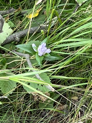 Gentiana rubricaulis