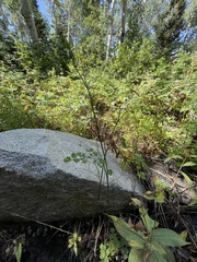 Thalictrum venulosum