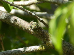 Neotibicen pruinosus