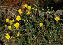 Potentilla crantzii