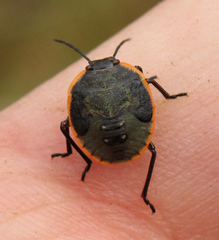 Chlorochroa