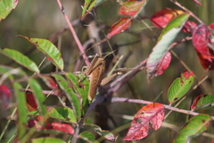 Schistocerca lineata