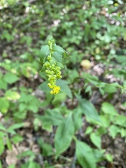 Solidago ulmifolia
