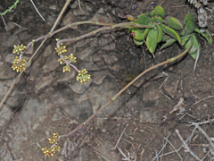 Crassula nudicaulis