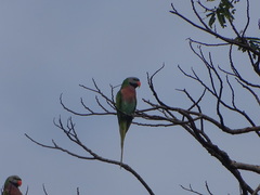 Psittacula alexandri