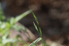 Bromus