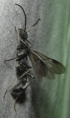 Platythyrea lamellosa