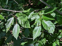 Fagus grandifolia