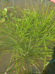 Eleocharis obtusa