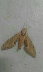 Protambulyx strigilis