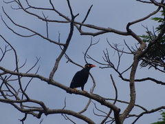 Gracula religiosa