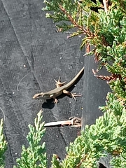 Podarcis siculus siculus