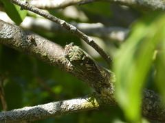 Neotibicen pruinosus