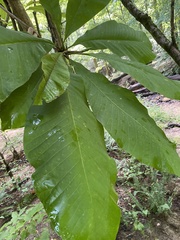 Magnolia tripetala