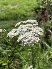 Achillea millefolium