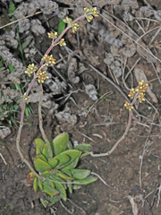 Crassula nudicaulis