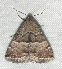 Eublemma bolinia