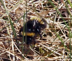 Bombus