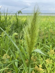 Echinochloa walteri