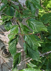 Fagus grandifolia