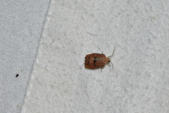 Cydia latiferreana