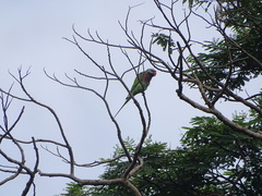 Psittacula alexandri