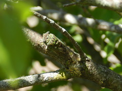 Neotibicen pruinosus