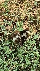 Limenitis lorquini