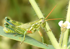 Campylacantha olivacea