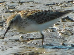 Calidris minutilla