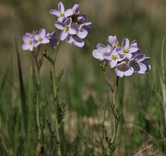 Cardamine polemonioides
