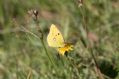 Colias hyale