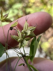 Thalictrum venulosum