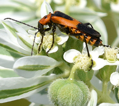 Chauliognathus basalis