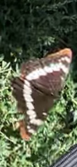 Limenitis lorquini