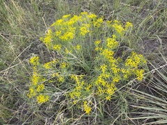 Senecio spartioides