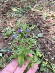 Trichostema dichotomum